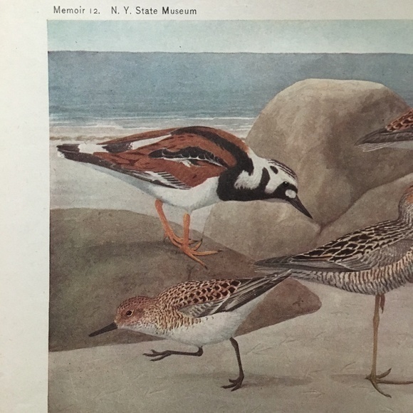 Antique Ornithological Bird Print Original beach birds - Picture 9 of 10